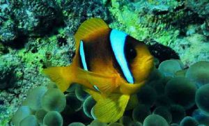 Hurghada Red Sea MMII YS60 20mm by UGUR SIVRIKAYA 